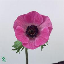 Anemonie Marianne Pink aviv