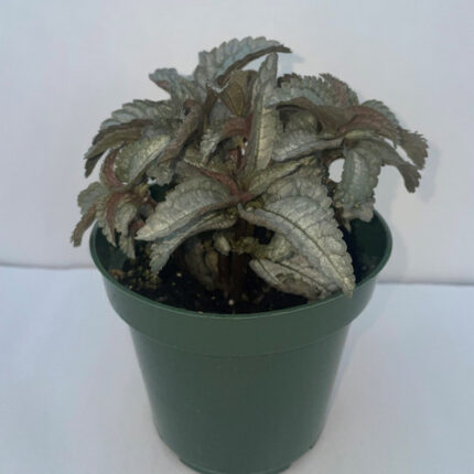4" POTTED PILEA ELLEN