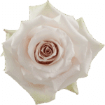 Rose Quicksand 60cm rprima