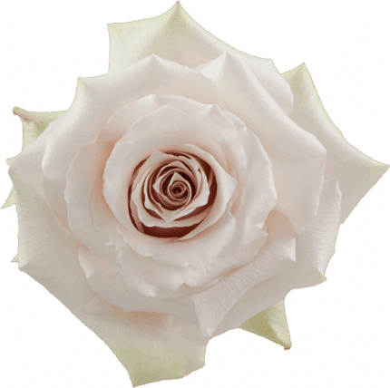Rose Quicksand 60cm rprima