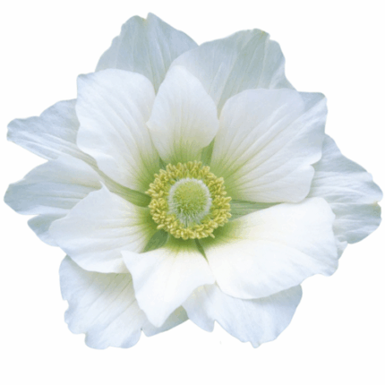 Anemone Wht yel ctr rio