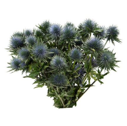 Eryngium Aquarius Questar 50cm holl(10st)