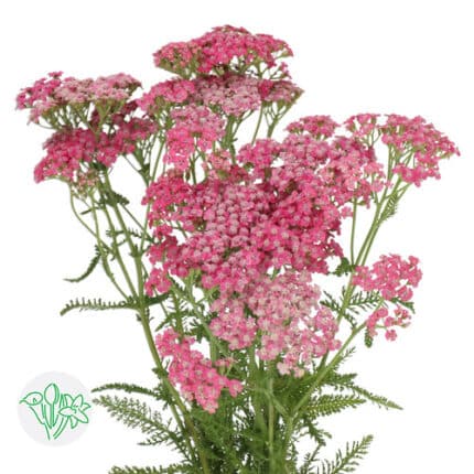Yarrow Raspberry holex