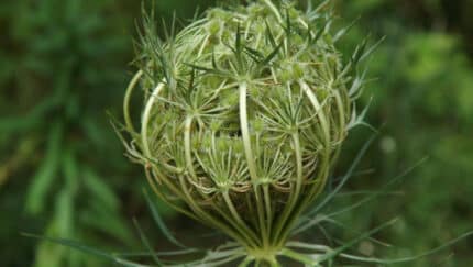 Dille Bird's Nest holl(5st)