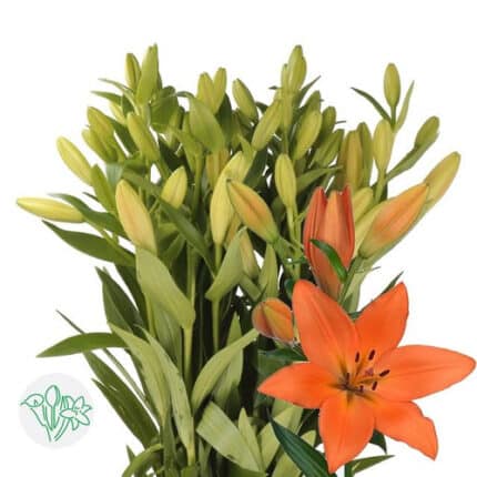 Lily La Sunderland holl (org)