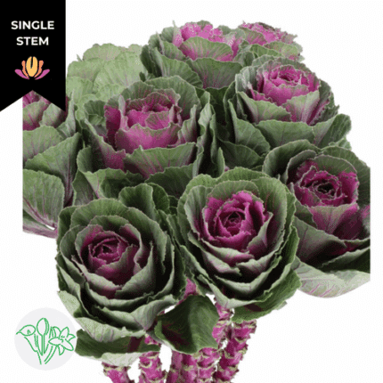 Kale Red Crane holl(STEM)