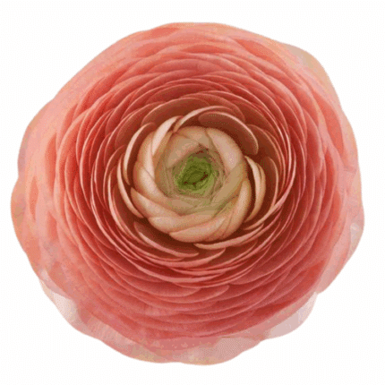 Ranunculus Salmon tessa
