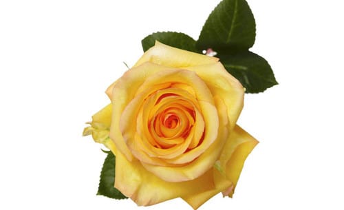 c6006ac2-37e7-4908-8235-f553f94ed2d6.jpg Rose Dejavu 50cm rfi - Image 1