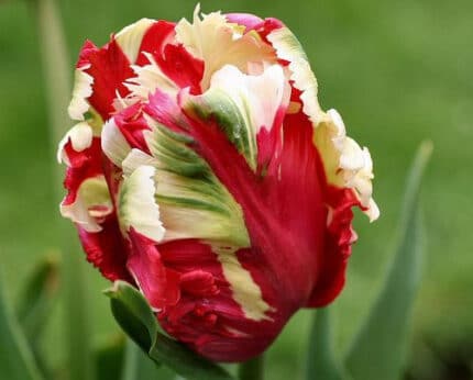 Tulip Estella Parrot holl