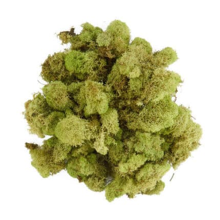 Reindeer Moss Spring green bag