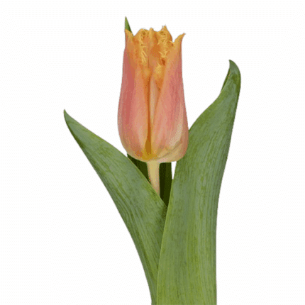 Tulip Frill Apricot holl