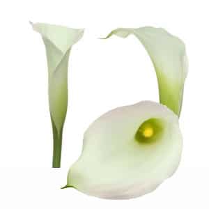 Calla CrystalBlush 60cm holl