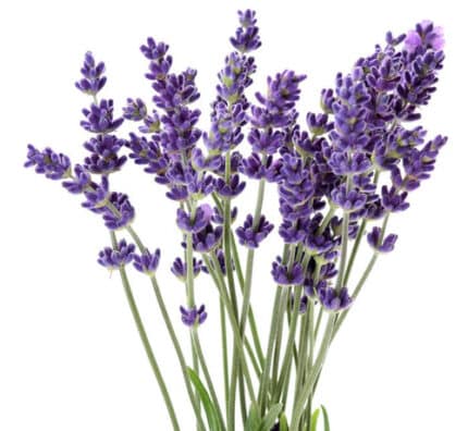 Lavender rfi