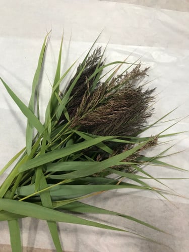 Pompass Grass canada