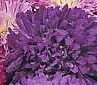 Aster matsu  purple sv
