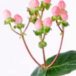 Hypericum Coco Casino rfi