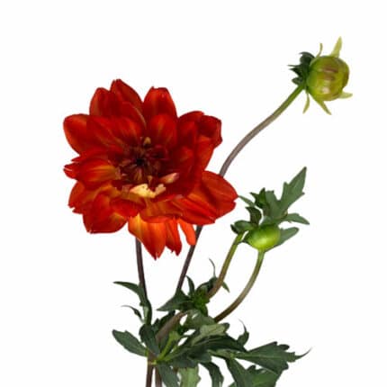 Dahlia Dk Orange cramer
