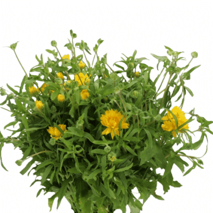 Ranunculus Moderna Sorrento rp