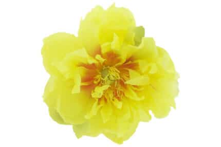 Peony Bartzella (5 stm) Chile