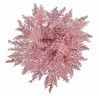 Solidago Tinted Pink gardens