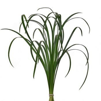 LILLY GRASS x 50