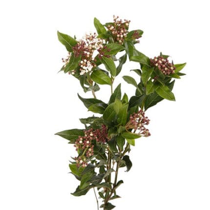 Vibernum israel