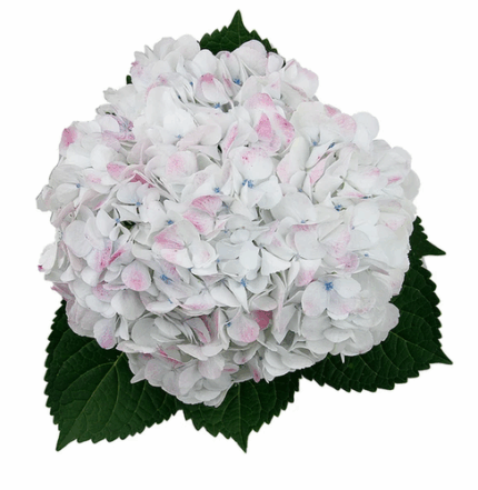 Hydrangea CottonCandy fresca (