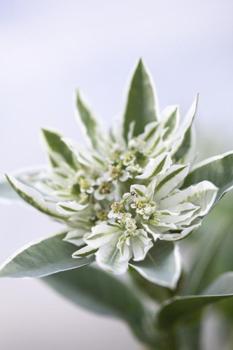 Euphorbia Marginata holl