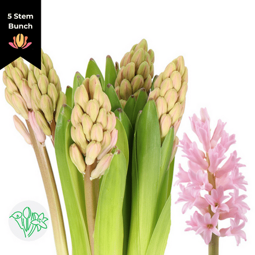 c6ab3d9f-02e2-46cc-baa4-40f2ddebf6eb.png Hyacinth Anna Marie holl - Image 1