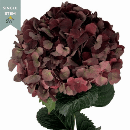 Hydrangea Classic Chocolate Ru