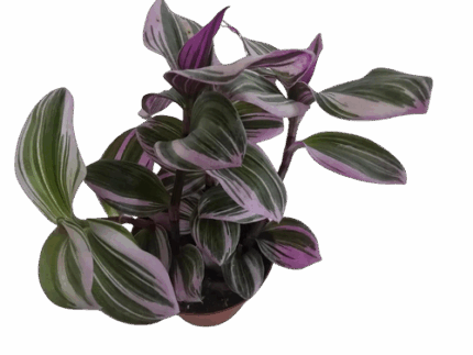 4" Tradescantia Bubble Gum
