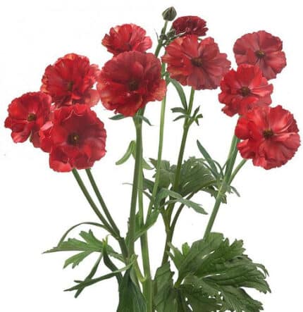 Ranunculus Butterfly Hades fre
