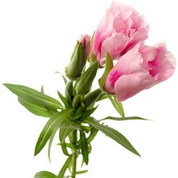 Godetia ShellPink bmark