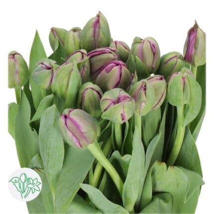 Tulip Double DkPurple holl