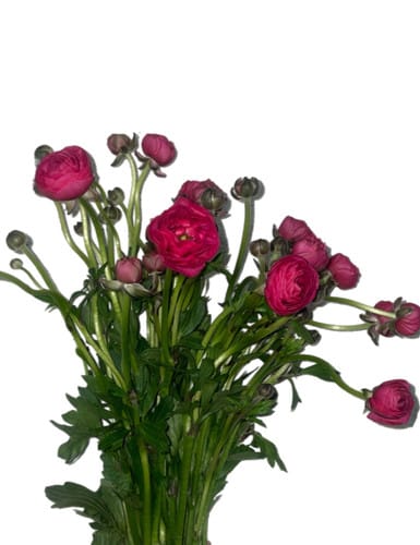 Ranunculus Butterfly Turkish D