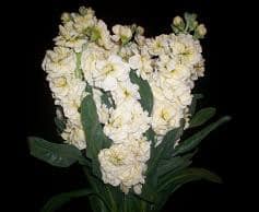 STOCK rose tutuli