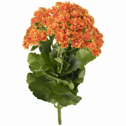 Kalanchoe Brillant Org. Meadow