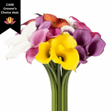 Callas Mini Asst(8case)esmeral