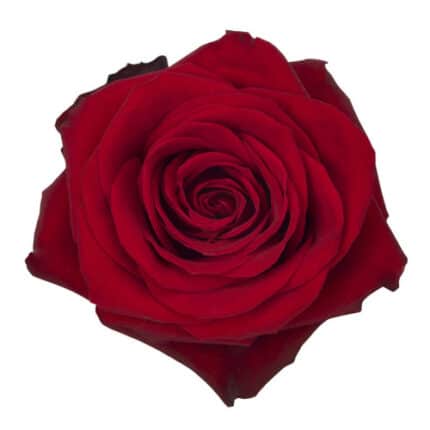 Rose Freedom 70cm naranjo