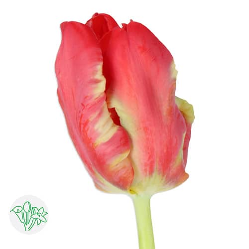 c71a762a-fced-4523-a1c8-8a3e0a1c83b9.jpg Tulip Red&White Parrot holl - Image 1