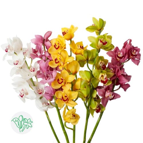 c725c624-8c90-474c-bd03-aa4879041bb4.jpg Cymbidium Mixed 5stem - Image 1