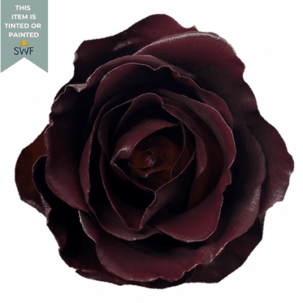 Rose Smoke Bush 60cm Florecal