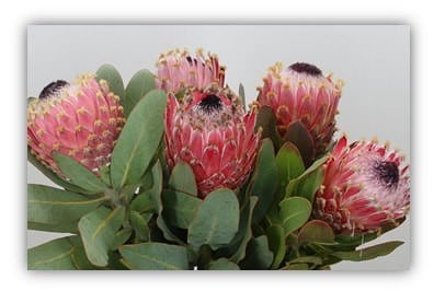 Protea Barbigera misty