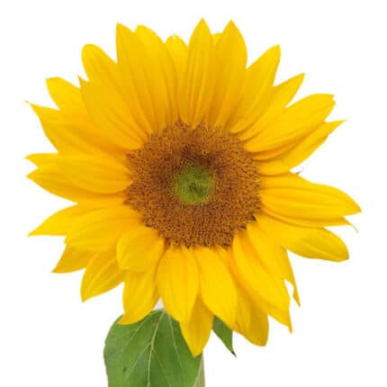 Sunflower Petite f.c.