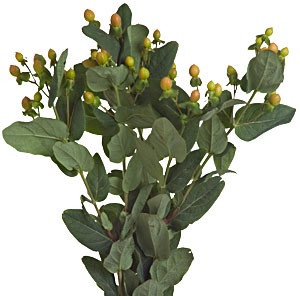 Hypericum HappyRomance 70cm fl