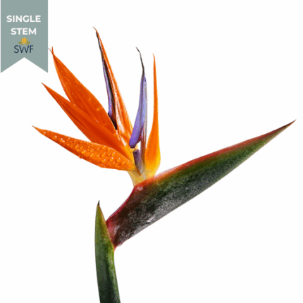 BirdsOfParadise(stm.) Ameri.