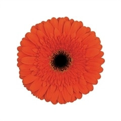 Gerber Candella holl(25st)