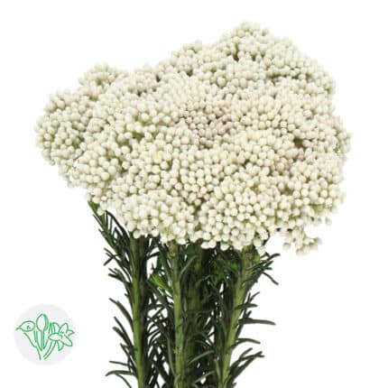 Riceflower White holex
