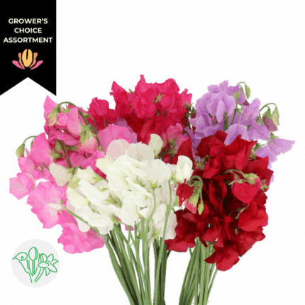 SweetPea Asst(10case)holl