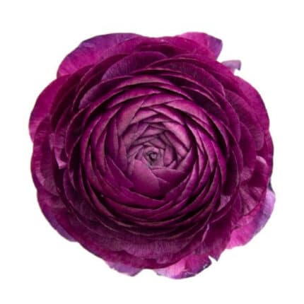 Ranunculus Violet rprima